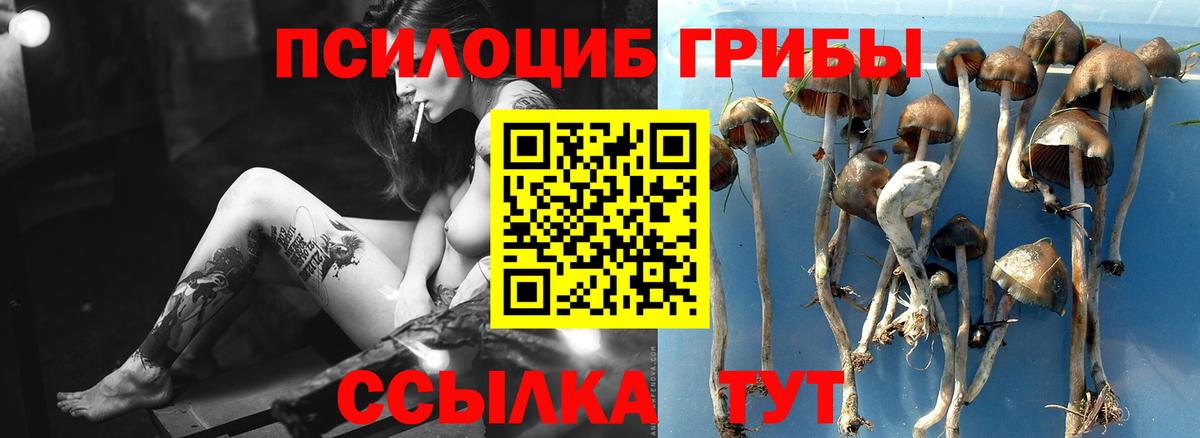Псилоцибиновые грибы Psilocybine cubensis Скопин